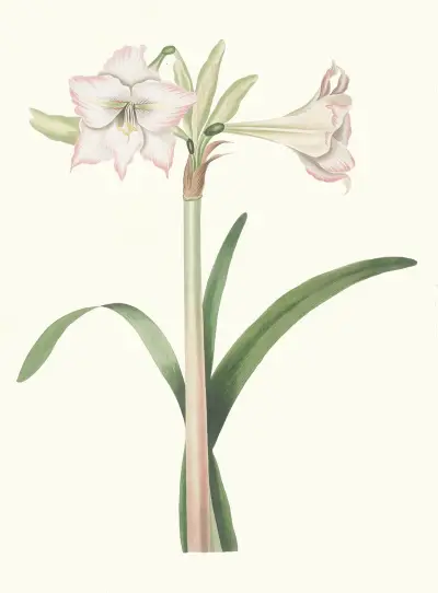 Amaryllis Solandriflora Var. av Priscilla Susan Bury