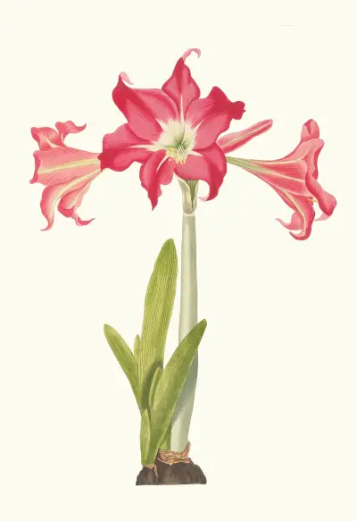 Amaryllis Solandriflora Var. eller Amaryllis Johnsoni av Priscilla Susan Bury