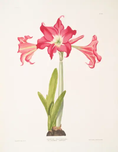 Amaryllis solandriflora var. or Amaryllis Johnsoni av Priscilla Susan Bury