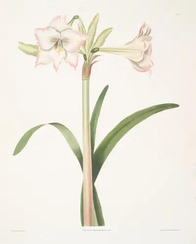 Amaryllis solandriflora var. av Priscilla Susan Bury