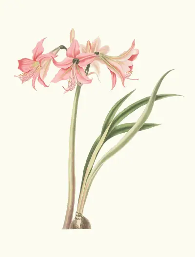 Amaryllis Stilosa av Priscilla Susan Bury