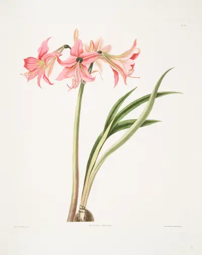 Amaryllis stilosa av Priscilla Susan Bury