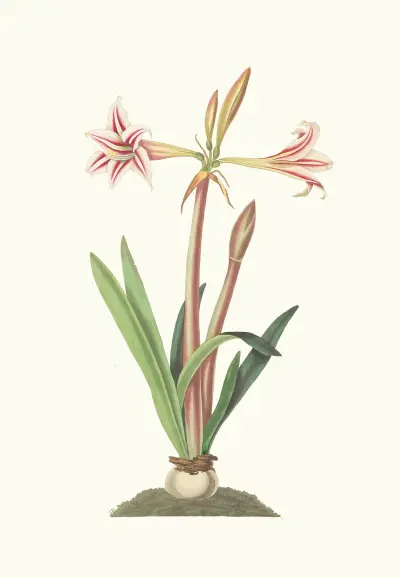 Amaryllis Vittata (Minor) av Priscilla Susan Bury