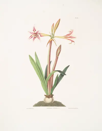 Amaryllis vittata (mindre) av Priscilla Susan Bury