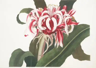 Crinium Augustum. [Queen Emma], 1834 – nr 1 av Priscilla Susan Bury