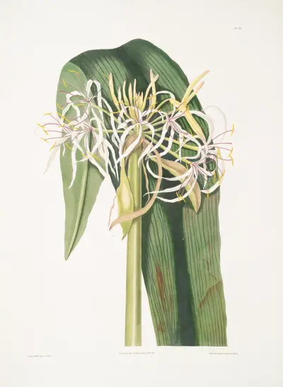 Crinum declinatum av Priscilla Susan Bury