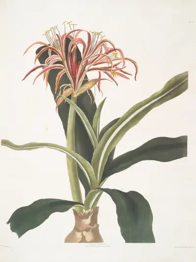 Crinum hybridum, Pedunculatum & Zeylanicum av Priscilla Susan Bury