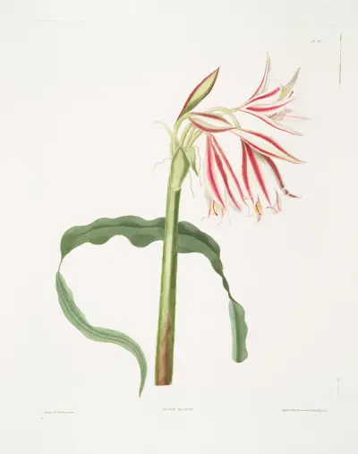 Crinum ornatum av Priscilla Susan Bury