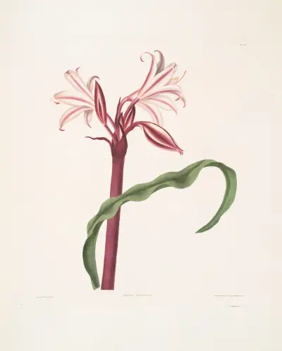 Crinum zeylanicum (Ceylonsk krinum) av Priscilla Susan Bury