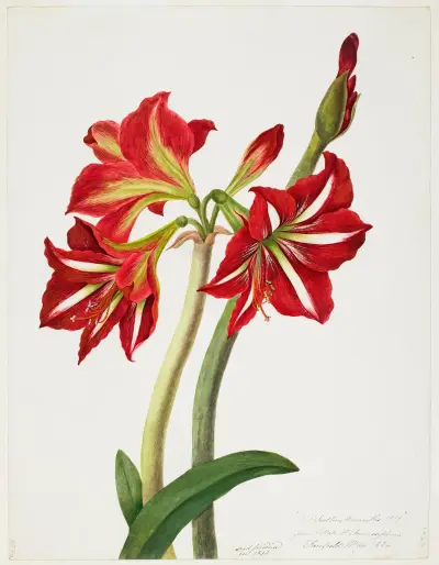 E.F. Seedling Amaryllis 1819 av Priscilla Susan Bury