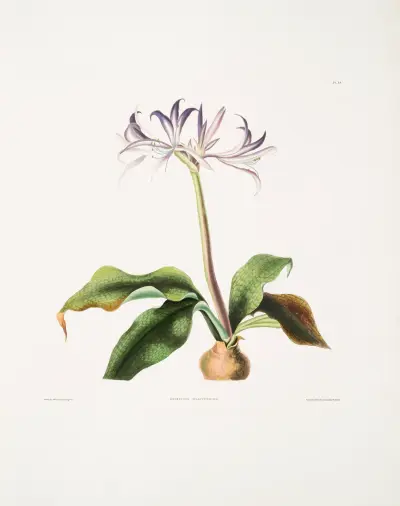 Griffinia hyacinthina av Priscilla Susan Bury