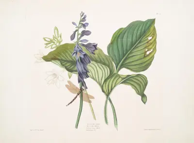 HemerecallisCarulea, Hemerecallis Japonica,Libellulac Anquis Harris, English dragon fly av Priscilla Susan Bury