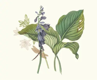 Hemerecalliscarulea, Hemerecallis Japonica av Priscilla Susan Bury
