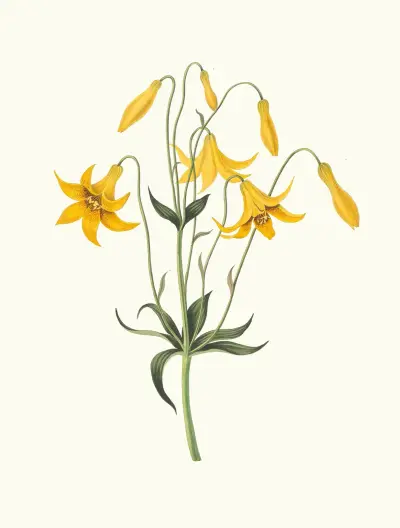 Kanadensisk lilja (Lilium Canadense) av Priscilla Susan Bury