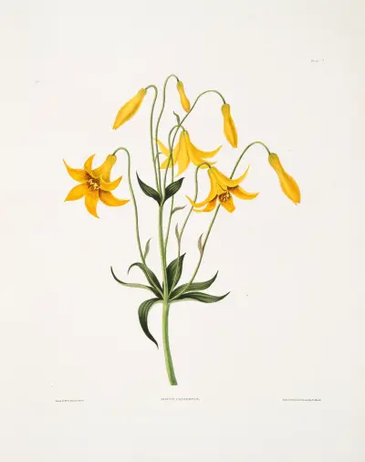 Lilium canadense (Kanadalilja) av Priscilla Susan Bury