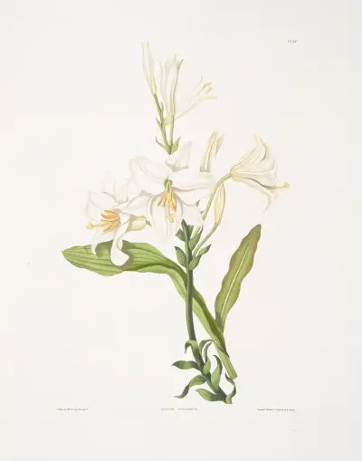 Lilium candidum av Priscilla Susan Bury