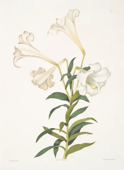 Lilium longiflorum av Priscilla Susan Bury