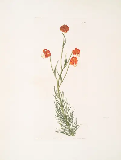 Lilium pyrenaicum av Priscilla Susan Bury