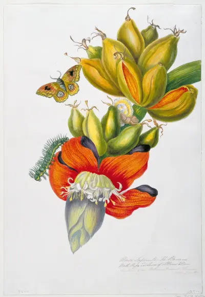 Musa sapienta (The Banana Moth, Pupa and Larva of Attacus wilsoni) av Priscilla Susan Bury