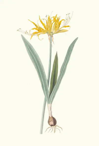 Nerine Aurea. av Priscilla Susan Bury