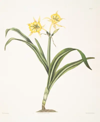 Pancratium amancaes av Priscilla Susan Bury