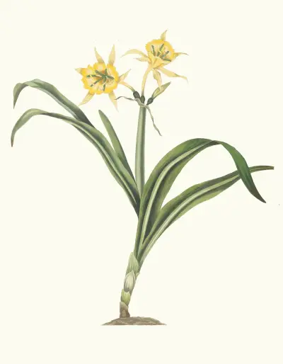 Pancratium Amancaes av Priscilla Susan Bury