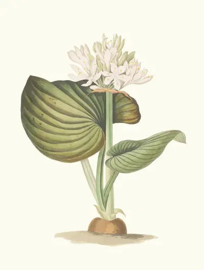 Pancratium Amboinense av Priscilla Susan Bury