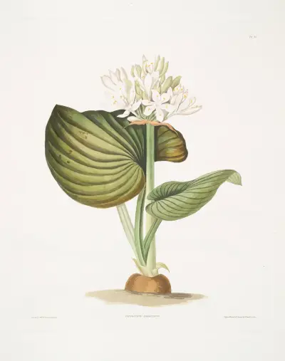 Pancratium amboinense av Priscilla Susan Bury