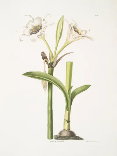 Pancratium calathinum av Priscilla Susan Bury