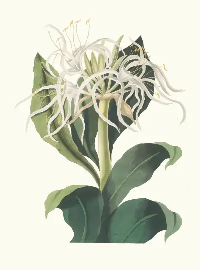 Pancratium Specidsum av Priscilla Susan Bury
