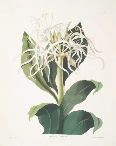 Pancratium specidsum av Priscilla Susan Bury