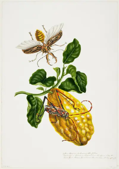 The Citron and Insects av Priscilla Susan Bury