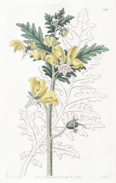 Ambrosia-leaved Loasa av Sydenham Edwards