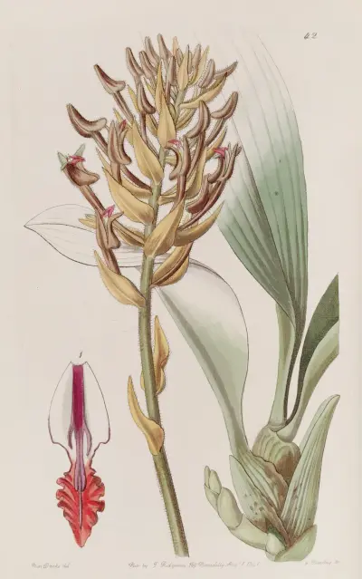 Apricot-coloured Eria av Sydenham Edwards