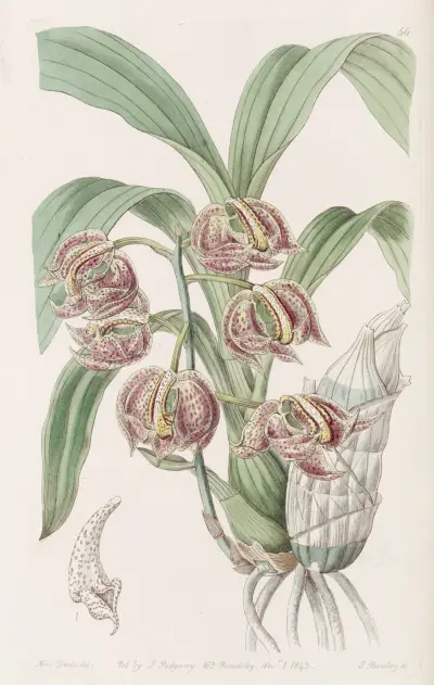 Aromatic Mormodes von Sydenham Edwards