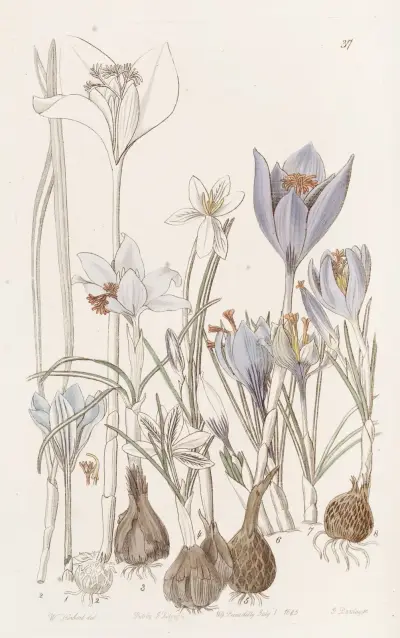 Autumnal Crocuses. av Sydenham Edwards