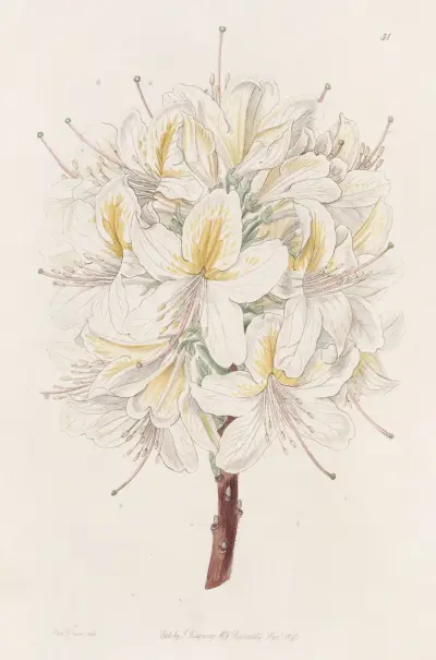 Azalea Laetitiae av Sydenham Edwards