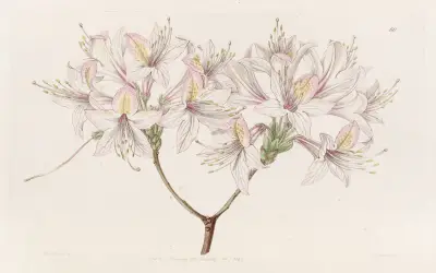 Azalea Ludoviciae av Sydenham Edwards