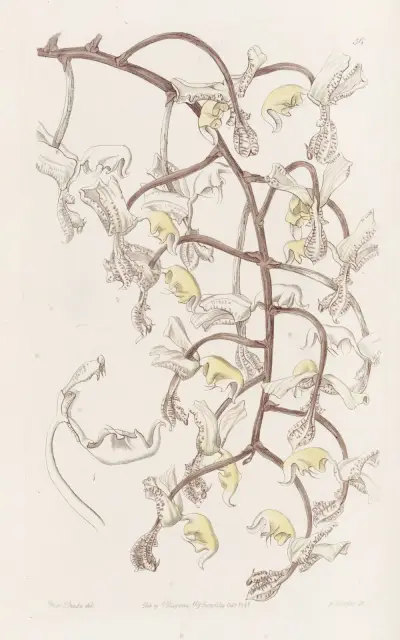 Bohnenknospige Gongora von Sydenham Edwards