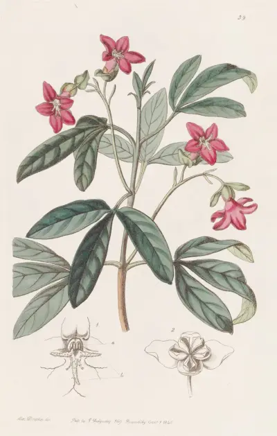Beautiful Lemonia av Sydenham Edwards