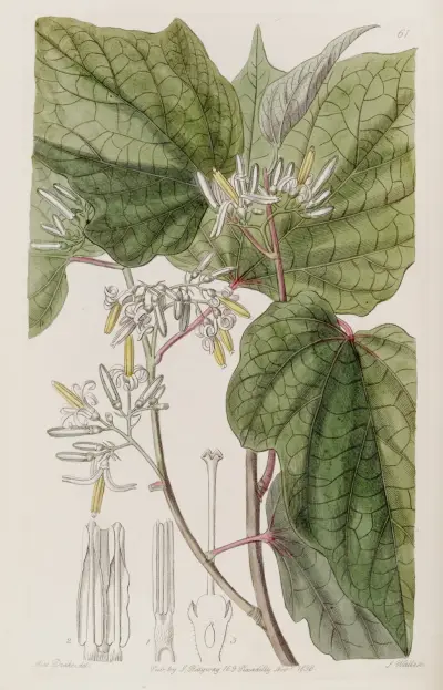 Begonia-leaved Marlea av Sydenham Edwards