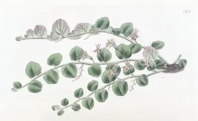 Begonia-leaved Pratia av Sydenham Edwards