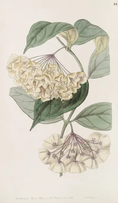 Glockenblütige Wachsblume von Sydenham Edwards