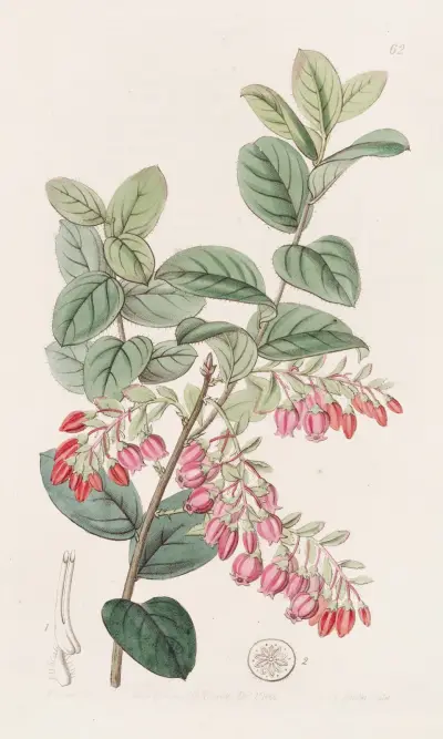 Bilberry-like Gaylussacwort av Sydenham Edwards