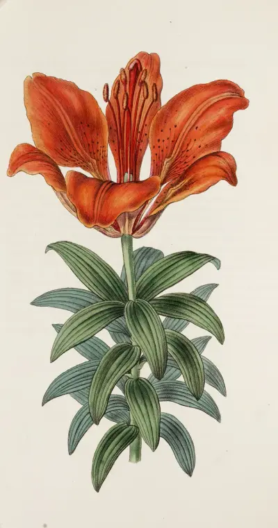 Blutrote Lilie von Sydenham Edwards