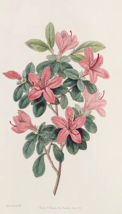 Blunt-leaved Azalea av Sydenham Edwards