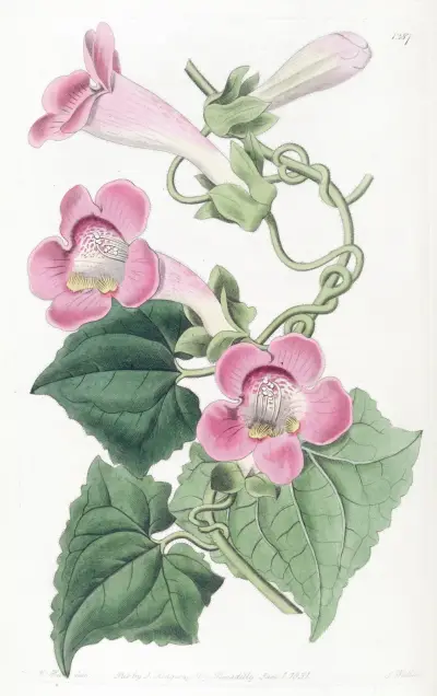 Blushing lophospermum av Sydenham Edwards