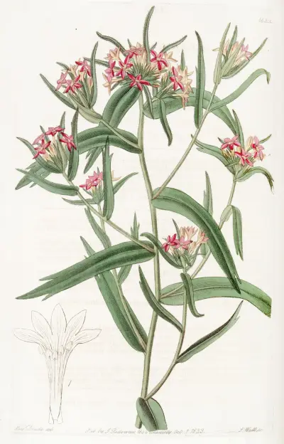 Brick-red Collomia av Sydenham Edwards