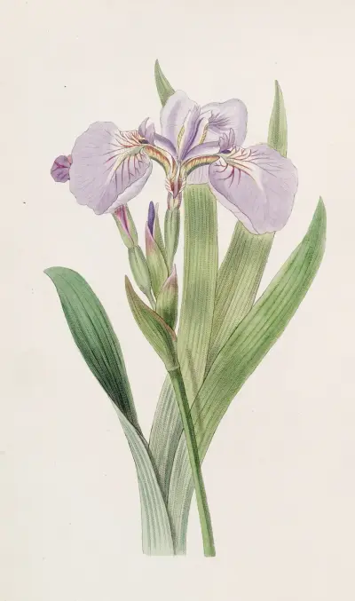 Borstkantad iris von Sydenham Edwards