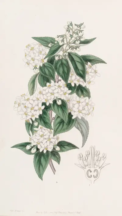 Broad-stamened Deutzia av Sydenham Edwards